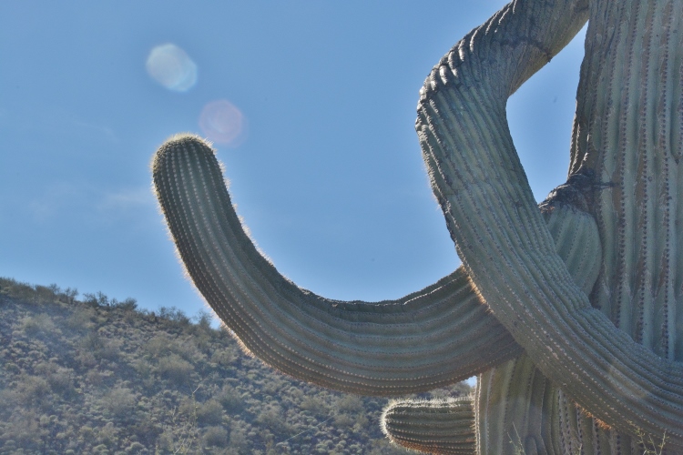 saguaro  with many arms